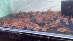 Chuột cafe cánh tiên