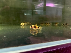 Chuột Weitzmani Wild ( 4,5-5cm )