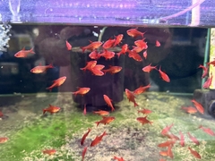 Red Cherry tetra