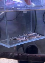 Pleco L46  ( 6.5-7cm )