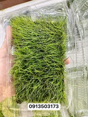 Cây : Ngưu Mao Chiên - lùn xoè ( hộp đất )