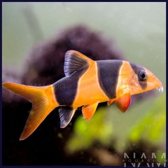 Chuột mỹ size 5cm