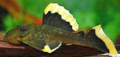 Pleco L47