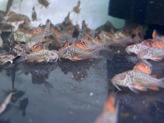 Combo : Chuột green nhỏ