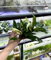 Cây Ráy lưỡi hổ