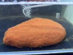 Trùn chỉ tươi