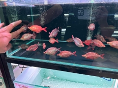 Táo đỏ dài 9-10cm