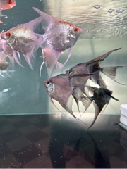 Thần tiên Paraiba size to