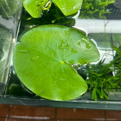 Cây Thuỷ Nữ ( sen 1 lá )