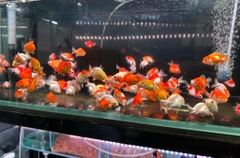 Pingpong , ranchu , oranda