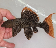 Pleco L600 size 14+cm