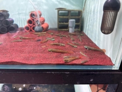 Bống cầu vồng