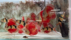 Chuột mỹ size 10cm