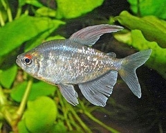 Diamond tetra