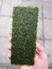 Cây Rêu Minitaiwan ( vỉ 8x20 )