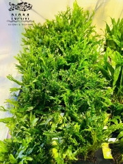 Cây : Dương xỉ sừng hươu