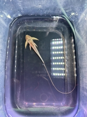 Trực thăng Lamontichthys filamentosus ( Hàng Wild )