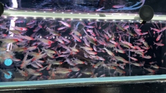 Sóc đầu đỏ size cối