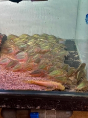 Chuột green to ( 5,5-6cm )