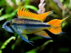 Phượng hoàng Caca Orange