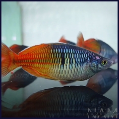 Cầu vồng Thạch Mỹ Nhân size 7+