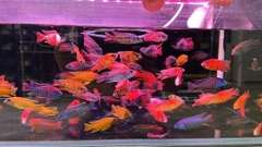 Cá Ali thái (6,5-7cm)