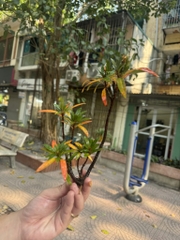 Mị nương mini