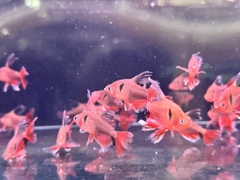 Hồng nhung vây dài nhập