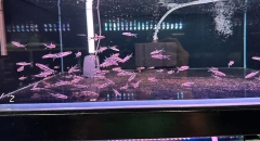 Hồng my - Tên lửa ( size 3-4 cm )