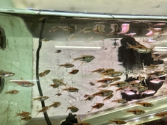 Cá tam giác thường