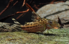 Corydoras Robinineae