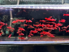 Diếc anh đào vây dài