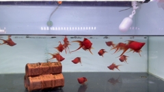 Cá song huyết kiếm short