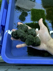 Cây : Bóng Rêu moss ball