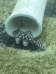 Pleco L333 size 4.5-5cm