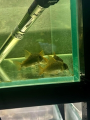 Corydoras Concolor 6-7cm