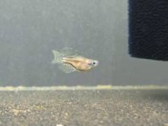 Cầu vồng chấm bi Short