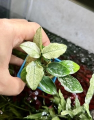 Cây : Ráy Pinto ( cốc )