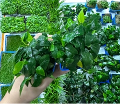 Cây : Ráy Nana Tàu ( cốc vuông )