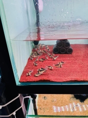 Chuột Adolfoi size 3+cm