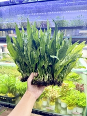 Dương xỉ Java