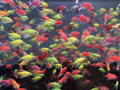 Cánh buồm vây dài