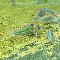 Chuột Eques ( 3+cm )