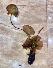 Cây : Súng Đỏ ( củ )