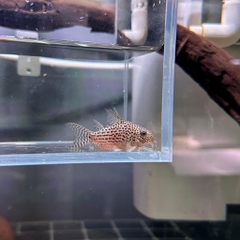 Corydoras Maculife Wild 4-5cm