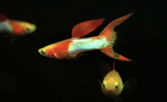 Cá bảy màu rừng