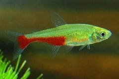 Rathbun blood fin tetra