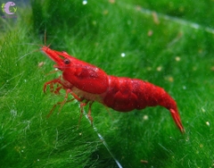 Tép Fire Red