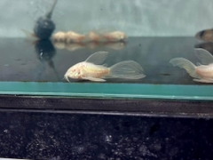 Chuột abino cánh tiên 4cm