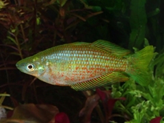 Cầu vồng Rubros